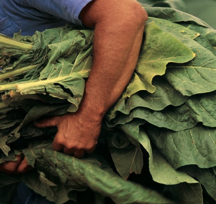 Grandes hojas de tabaco recién cortadas siendo transportadas por un campesino