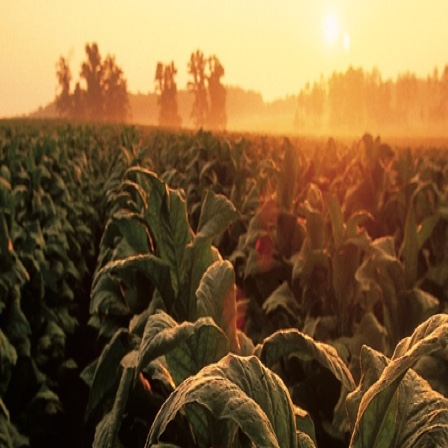 Campo de tabaco al atardecer